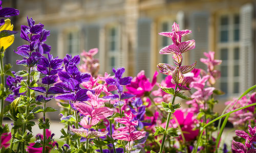 Picture: Flowers in the Court Garden