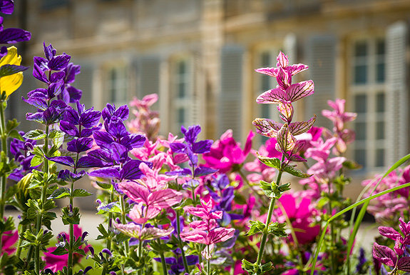 Bild: Blumen im Hofgarten