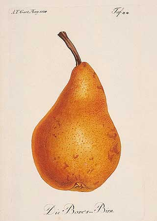 Bild: Bosc's Birne, Kupferstich