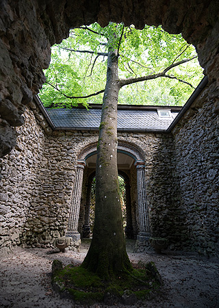 Bild: Buche im Innenhof des Morgenländischen Baus