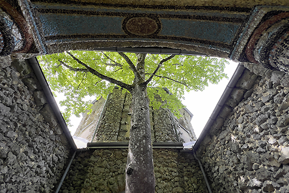 Bild: Buche im Innenhof